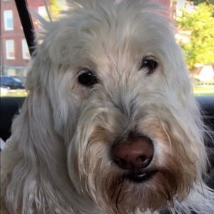 Meet your Poshers, Ella, Sarah and Bea